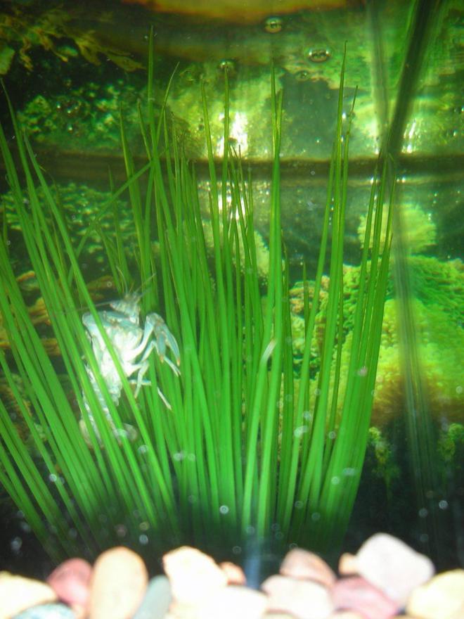 corals inverts - procambarus sp. - hammers cobalt blue lobster stocking in 75 gallons tank - crawfish crawling