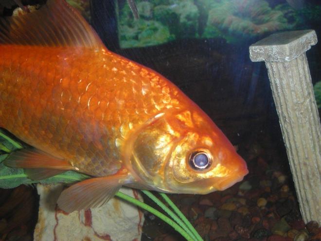 freshwater fish - carassius auratus - goldfish stocking in 75 gallons tank - mature goldfish