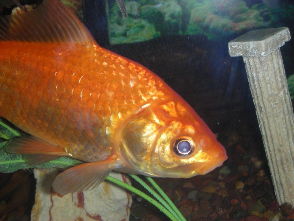 freshwater fish - carassius auratus - goldfish stocking in 75 gallons tank - mature goldfish