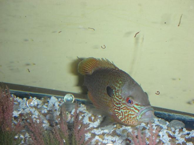 freshwater fish - lepomis megalotis - longear sunfish stocking in 75 gallons tank - long ear sunfish sucking in some more bloodworms