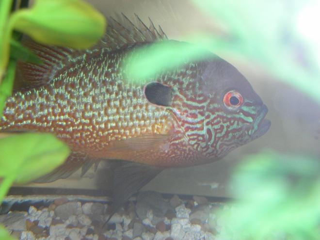 freshwater fish - lepomis megalotis - longear sunfish stocking in 75 gallons tank - long eared sunfish