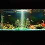 180 gallons freshwater fish tank (mostly fish and non-living decorations) - Castle decorations like the way kids wanted.