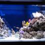 90 gallons saltwater fish tank (mostly fish, little/no live coral) - GOing on over 2 years, A better pic of my tank, any Ideas....