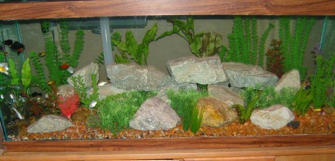 75 gallons freshwater fish tank (mostly fish and non-living decorations) - 75 gallon tank
Mollies
Swordtails
Variatus