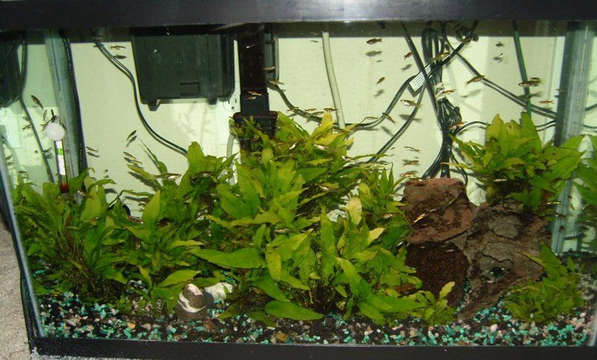 75 gallons planted tank (mostly live plants and fish) - 29 Gallons Class "N" Black Bar Endlers Livebearers Java Fern