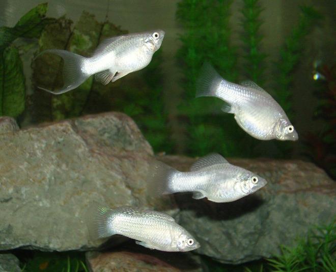 freshwater fish - poecilia velifera - platinum lyretail molly stocking in 75 gallons tank - Silver Molly Group
