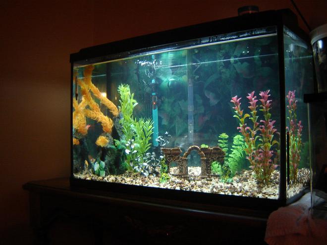29 gallons freshwater fish tank (mostly fish and non-living decorations) - My brand new tank.  It''s only 9 days old here.  29 gallon Top Fin glass.  The setup that comes in the box.  So far just 3 Angelfish.  Going to add some Neon Tetra''s for flash and possibly some Gouramis.  Any suggestions would be great.