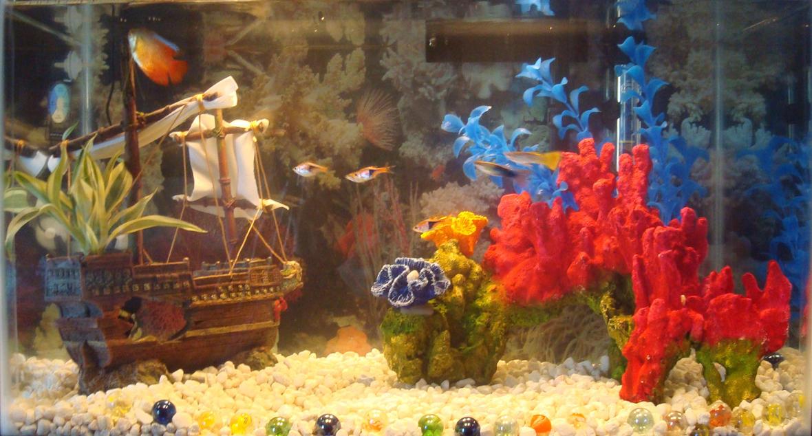 freshwater fish - colisa lalia - flame dwarf gourami stocking in 10 gallons tank - 10 gallon freshwater tank with 1 Dwarf Gourami, 4 Rasboras, and 2 Male Guppies