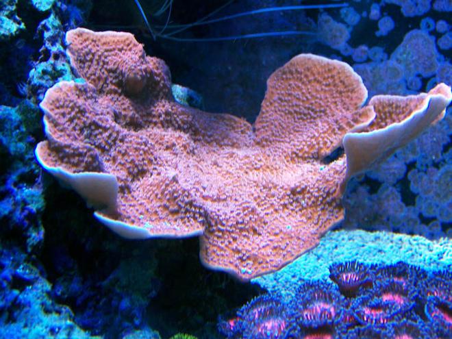 corals inverts - montipora capricornis - montipora capricornis, red/orange stocking in 75 gallons tank - Orange Monti Cap