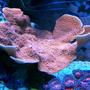 corals inverts - montipora capricornis - montipora capricornis, red/orange stocking in 75 gallons tank - Orange Monti Cap