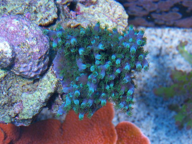 corals inverts - acropora tortuosa - blue tortuosa stocking in 75 gallons tank - Top Down shot of Blue Tortuosa