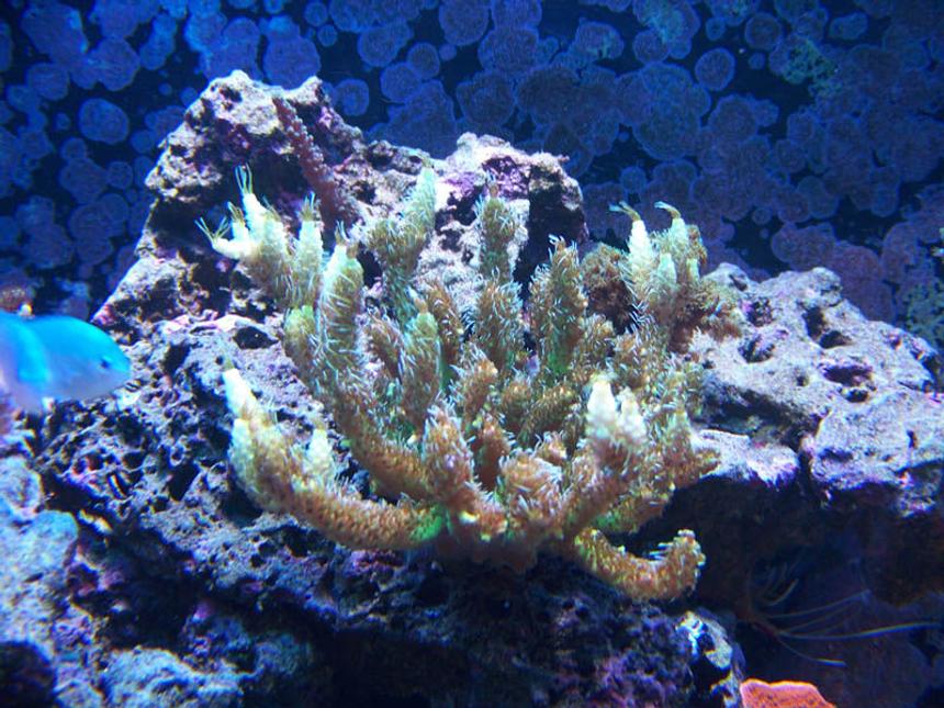 Rated #70: Corals Inverts - Acropora Sp. - Nathan's Green Millepora Stocking In 75 Gallons Tank - Green Mille