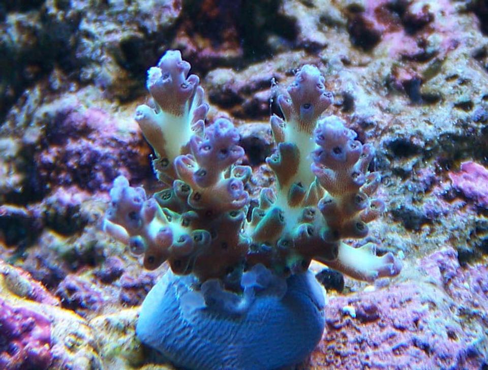 corals inverts - acropora sp. - pearlberry acro frag (ora) stocking in 75 gallons tank - ORA Pearl Berry Acro