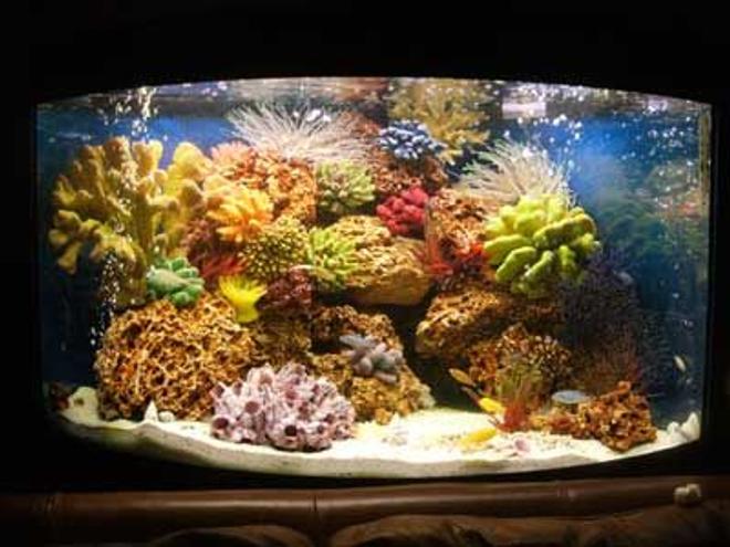 42 gallons reef tank (mostly live coral and fish) - Malawi corner tank, with artificial coral
