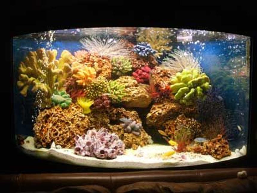 Rated #150: 42 Gallons Reef Tank - Malawi corner tank, with artificial coral