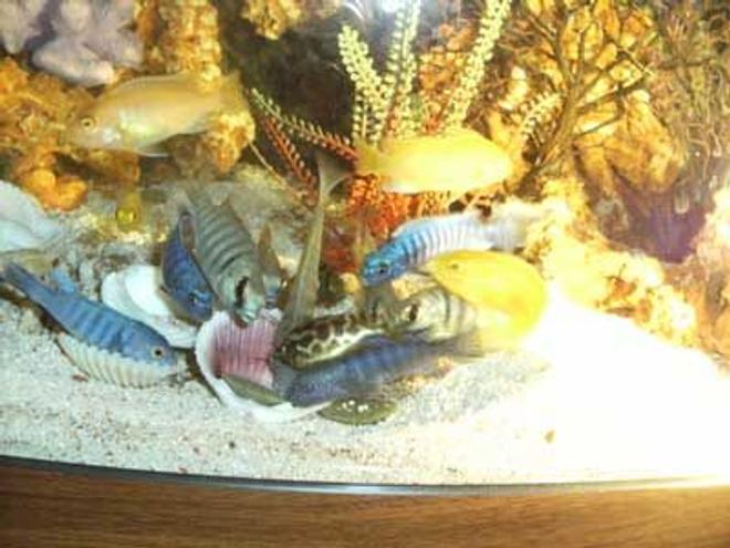 freshwater fish - metriaclima callainos - cobalt blue zebra cichlid stocking in 42 gallons tank - Young malawis feeding.