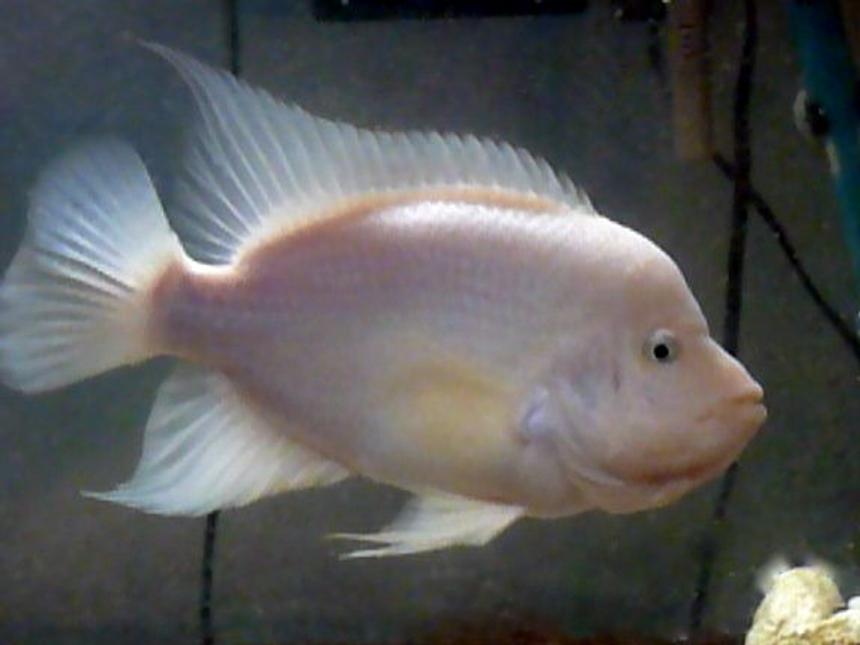 Rated #1242: Freshwater Fish - Amphilophus Labiatus - Red Devil Stocking In 46 Gallons Tank - This is Mango, my 10'' Red Devil Cichlid.  He lives alone in a 46g bow front.  I also have two more community tanks.  My first tank is a 20g cichlid community tank with a Green terror, and Electric a Yellow, a Bumble bee, and a Zebra.  My last tank is a 29g Tropical community tank.  It holds 20 fish including  two Silver Dollars, a Red-tailed Sharks, a Glass Fish, an African Cichlid, two Sunset Pladdies, three Upside-down Catfish, Three Goldfish (saved from Mango), a Clown Loach, a Sucker Fish, two Black Mollies, and a Leaf Fish.