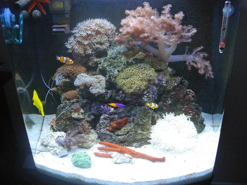 Rated #96: 30 Gallons Reef Tank - Reef - maturation is still in progres. Seems to be healthy under T5 light.
