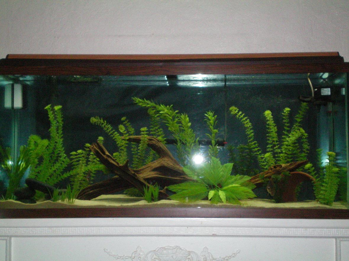 55 gallons freshwater fish tank (mostly fish and non-living decorations) - a
