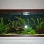 55 gallons freshwater fish tank (mostly fish and non-living decorations) - a