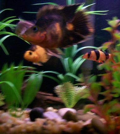 freshwater fish - botia macracantha - clown loach stocking in 35 gallons tank - A tank full of friends. 2 parrots, 1 of the yoyos and 1 of the clowns.
