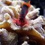 saltwater fish - neocirrhitus armatus - flame hawkfish stocking in 125 gallons tank - Flame hawkfish