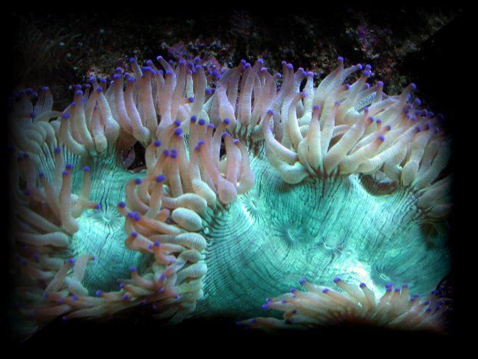 corals inverts - catalaphyllia jardinei - elegance coral stocking in 125 gallons tank - Blue tip aussi elegance