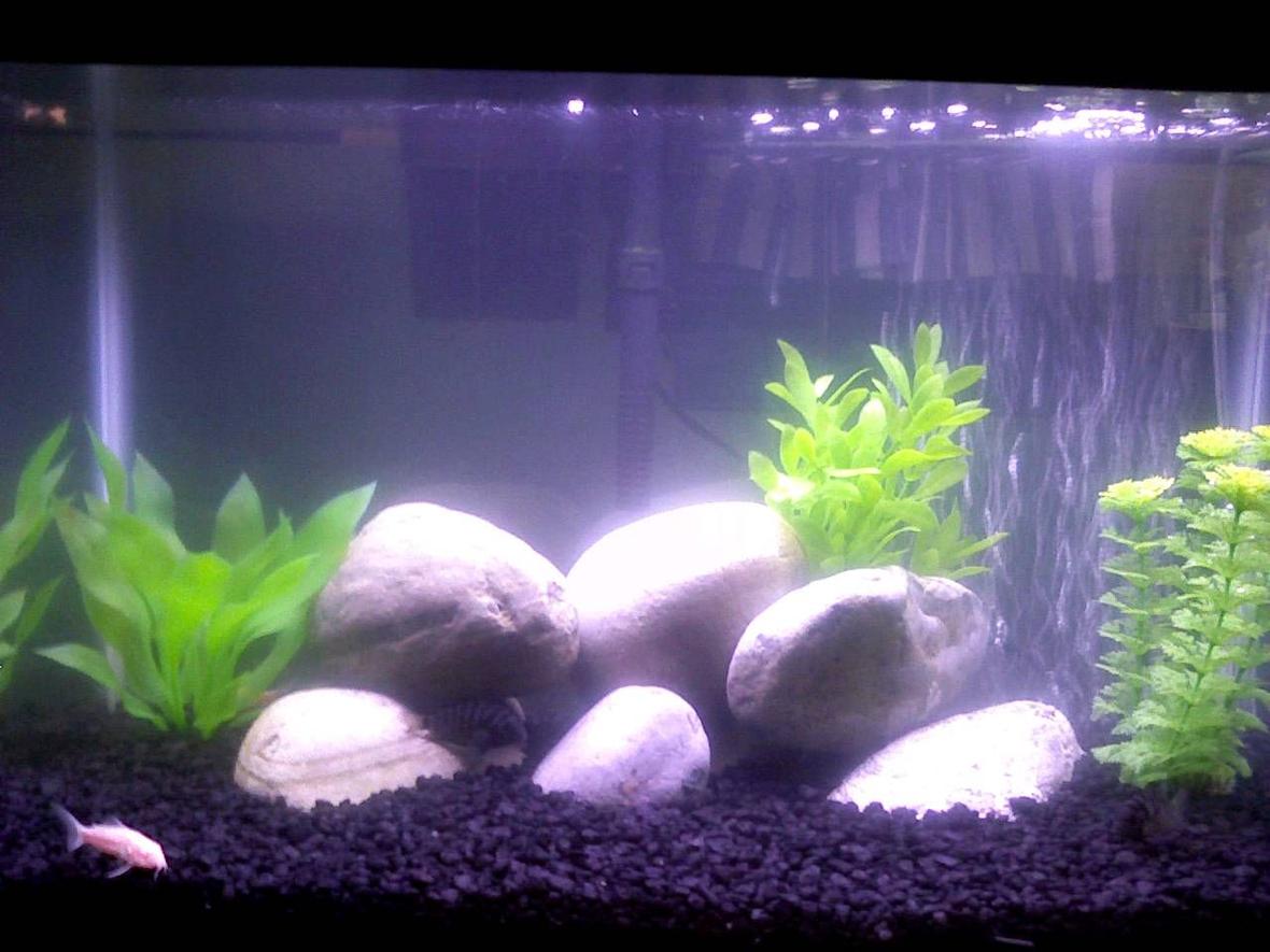 fish tank picture - 10 gallon Convict tank
