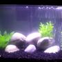 fish tank picture - 10 gallon Convict tank