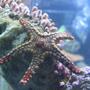 corals inverts - fromia sp. - marble sea star stocking in 125 gallons tank - Marble Sea Star, my newest addition