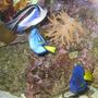 saltwater fish - paracanthurus hepatus - blue tang stocking in 125 gallons tank - My bellus angelfish, purple tang and hepatus tang, coexisting peacefully