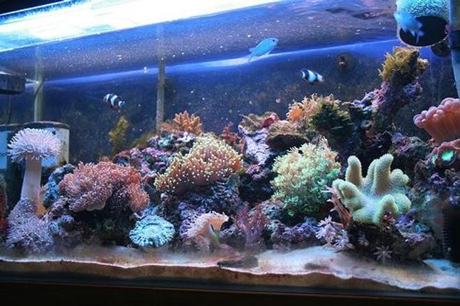 40 gallons reef tank (mostly live coral and fish) - Our ten week old fish tank (7/12/08/)
