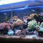 40 gallons reef tank (mostly live coral and fish) - Our ten week old fish tank (7/12/08/)