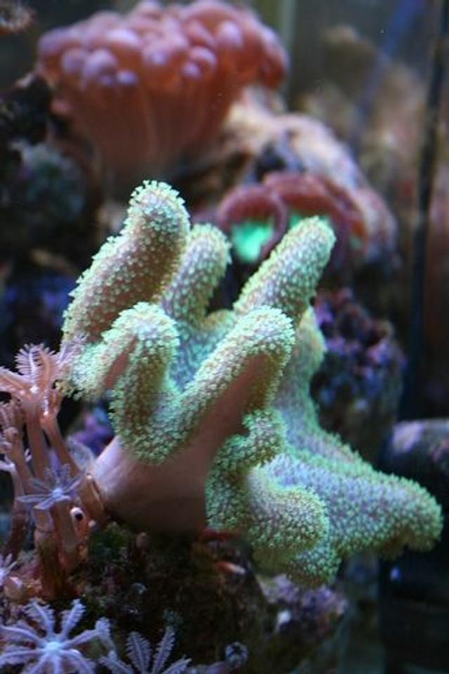 corals inverts - montipora digitata - montipora coral stocking in 40 gallons tank - Don't like the name of this..so I shall call it..green awesome flower coral thing! :-). The green floro flower-like stems come in and out as they please. Sometimes we won't see them for a week.