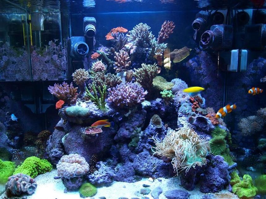 Rated #29: Corals Inverts - Catalaphyllia Jardinei - Elegance Coral Stocking In 100 Gallons Tank - SPS Dominated Reef tank