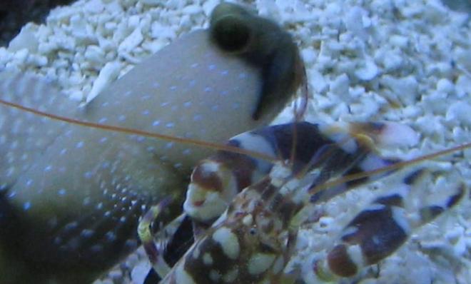 saltwater fish - opistognathus randalli - jawfish, black cap stocking in 125 gallons tank - Timon and Pumba