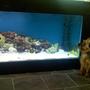 saltwater fish - zebrasoma flavescens - yellow tang - hawaii stocking in 180 gallons tank - My dog checkin out the tang.