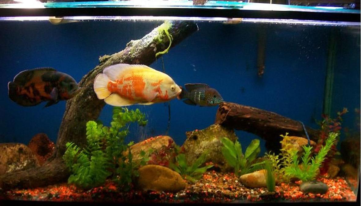 freshwater fish - astronotus ocellatus - albino oscar stocking in 120 gallons tank - i have 2 oscar fishes and a green terror cichild the tank dimensions are 140 large 60 tall and 50 wide all cm lighting : is flurecent light around 220 watts Filtration Aqua clear 70 filter