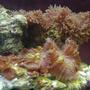 corals inverts - rhodactis inchoata - bullseye mushroom stocking in 75 gallons tank - mushrooms and some zoo's