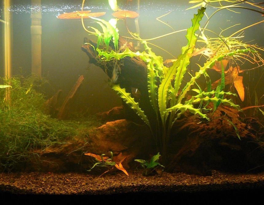 Rated #185: 10 Gallons Planted Tank - 10 gallon planted shrimp habitat. There are many of each:  tiger shrimp, cherry shrimp, ghost shrimp, and bumblebee shrimp. Plants include red tiger lilies, java moss, snow fern, ruffled eponegteon, and more.