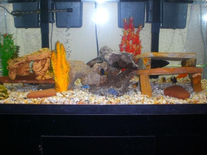 75 gallons freshwater fish tank (mostly fish and non-living decorations) - 2 month old 75 gallon African Cichlid Tank. A work in Progress!!!!

Need More Fish and More Lace Stone.