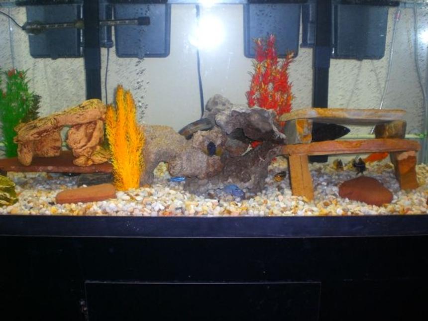 Rated #3742: 75 Gallons Freshwater Fish Tank - 2 month old 75 gallon African Cichlid Tank. A work in Progress!!!!

Need More Fish and More Lace Stone.