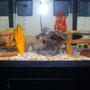 75 gallons freshwater fish tank (mostly fish and non-living decorations) - 2 month old 75 gallon African Cichlid Tank. A work in Progress!!!! Need More Fish and More Lace Stone.