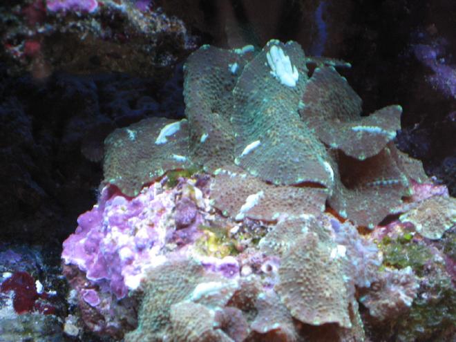 corals inverts - actinodiscus sp. - green fluorescent mushroom stocking in 55 gallons tank - Green Mushrooms