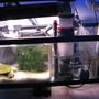 fish tank picture - Sump/Refugium