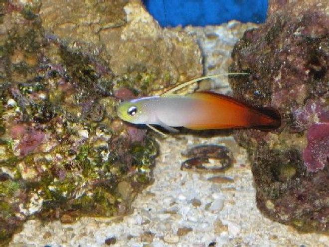 saltwater fish - nemateleotris magnifica - firefish stocking in 55 gallons tank - Fire Fish