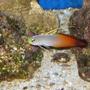 saltwater fish - nemateleotris magnifica - firefish stocking in 55 gallons tank - Fire Fish