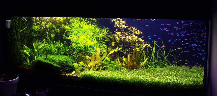 Rated #53: 190 Gallons Planted Tank - update, 11 month after setup