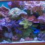 corals inverts - montipora capricornis - montipora capricornis, red/orange stocking in 125 gallons tank - 125 Gallon - 6 width x 18 depth x 24 height with a 55 gallon refugium underneath. 4 x 175 watt Metal Halide - 14k's, 9 Moonlights, 2 x 6ft VHO's. I have a phosphate reactor, Aquamedic Turboflotor Protein Skimmer, Knop Calcium reactor w/ Milwalkee PH monitor, Ozonizer - Red Sea, Pinpoint PH monitor, 2 x Tunze 6100 streams w/multi-controller. R/O waterAll supreme mag pumps and a hp Coralife Chiller.