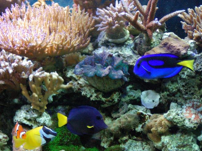 corals inverts - tridacna crocea - crocea clam, super colored stocking in 125 gallons tank - Corals -
SPS, LPS,  - various - Zoo's, Acanthastrea, Monti's, Acro's, clams, ricordea's, pink and neon birdsnest, catspaw
 
Fish -
Blue Hippo Tang, Yellow Tang, Vlamingi Tang, Pair of Percula Clowns, Fairy Wrasse, Lawnmower Blenny, blue starfish, Pair of Pajama Cardinal's